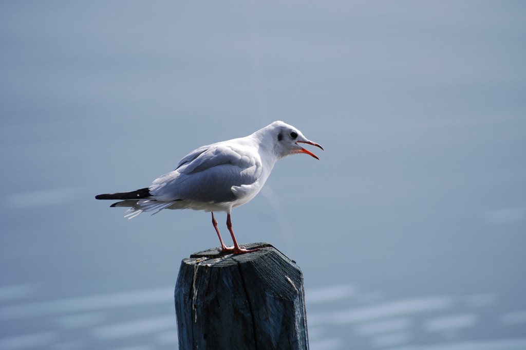 Seagull