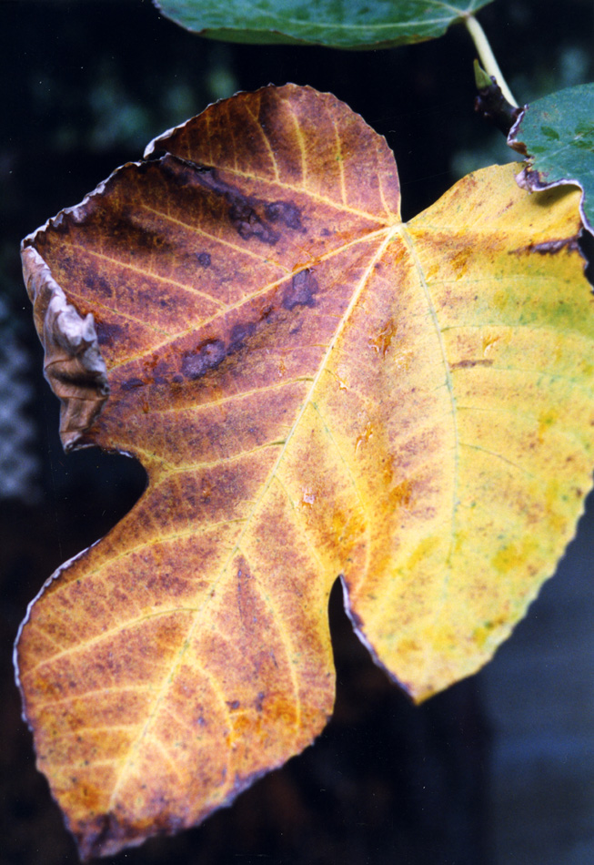 I colori dell'Autunno