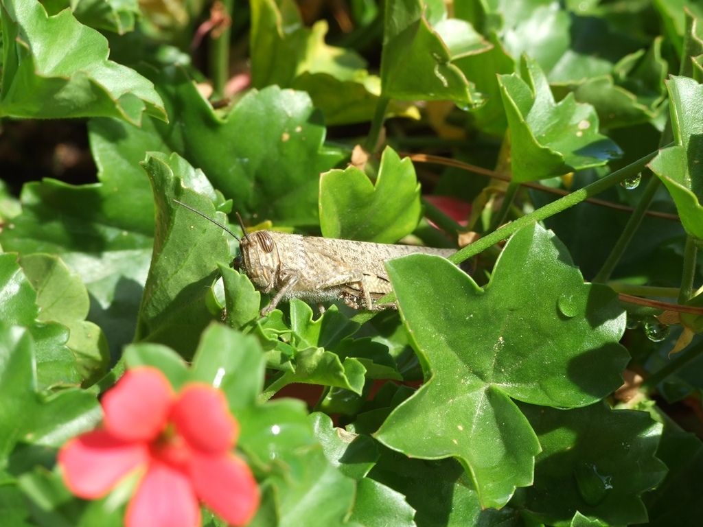 cavalletta migratrice