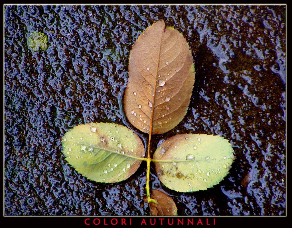 Colori autunnali