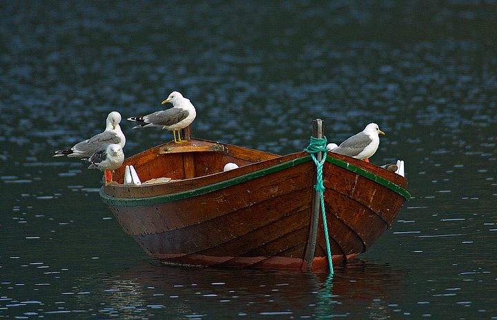 i padroni dell'isola