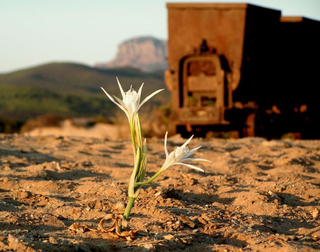 fiore nella sabbia