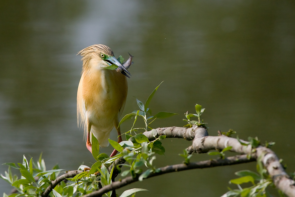 Sgarza dal ciuffo mangiona!