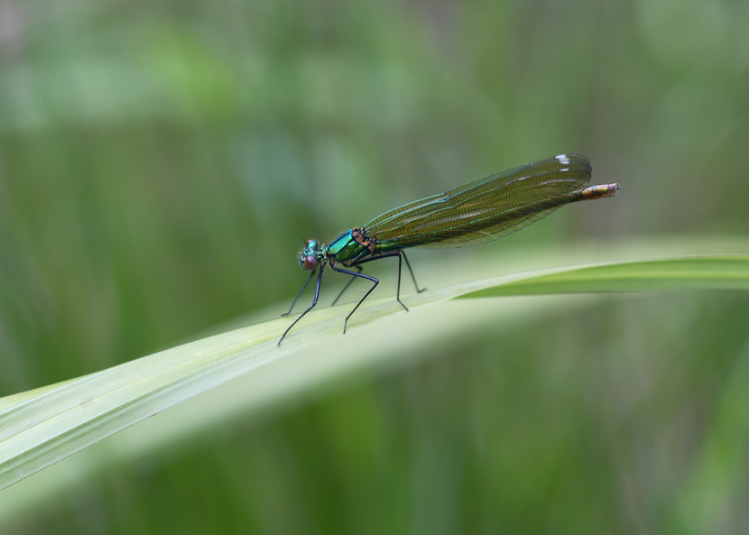su una scia luminosa