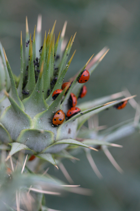 tante cocci, troppe formichine