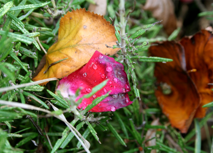 Nooo il rosmarino nooo