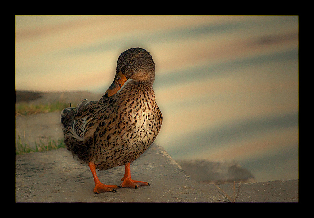 Femmina di Germano Reale