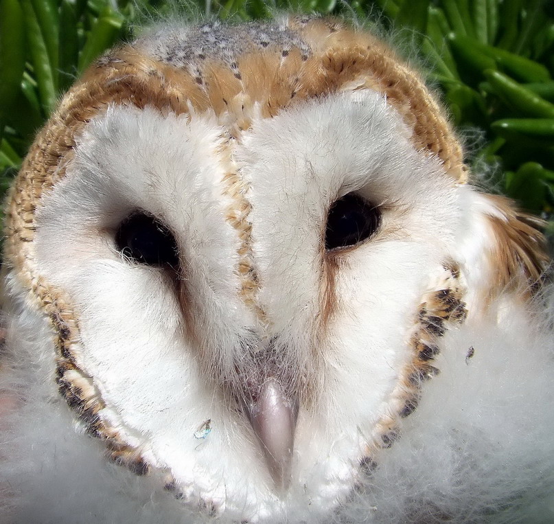 Appena caduto dal suo nido.