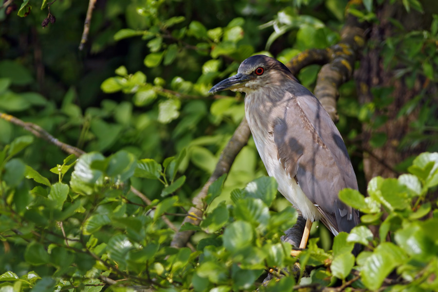 Nitticora Immatura ...
