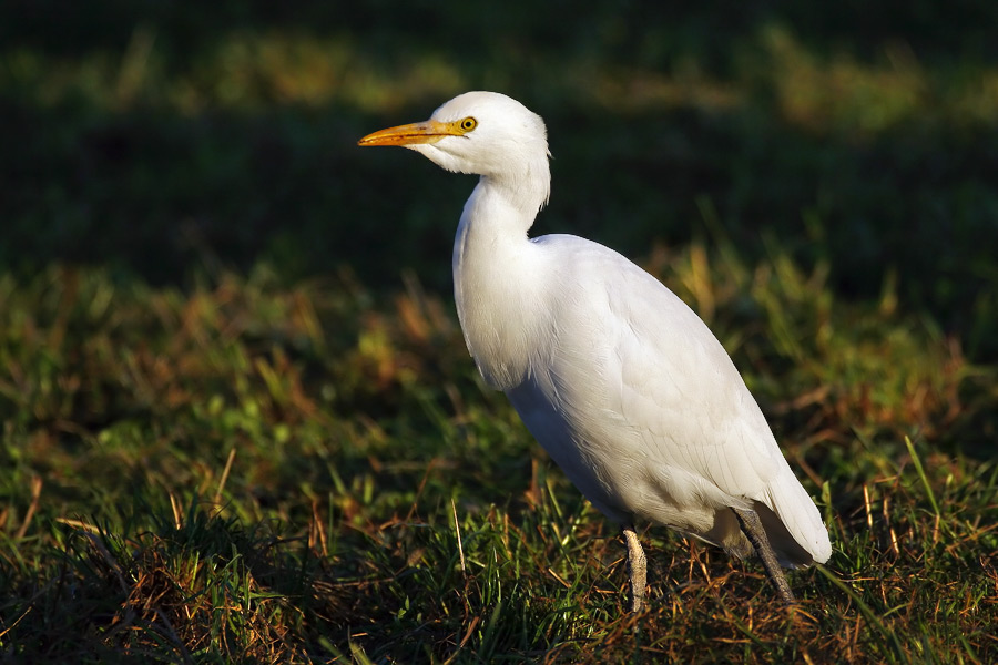 Airone Guardabuoi ...