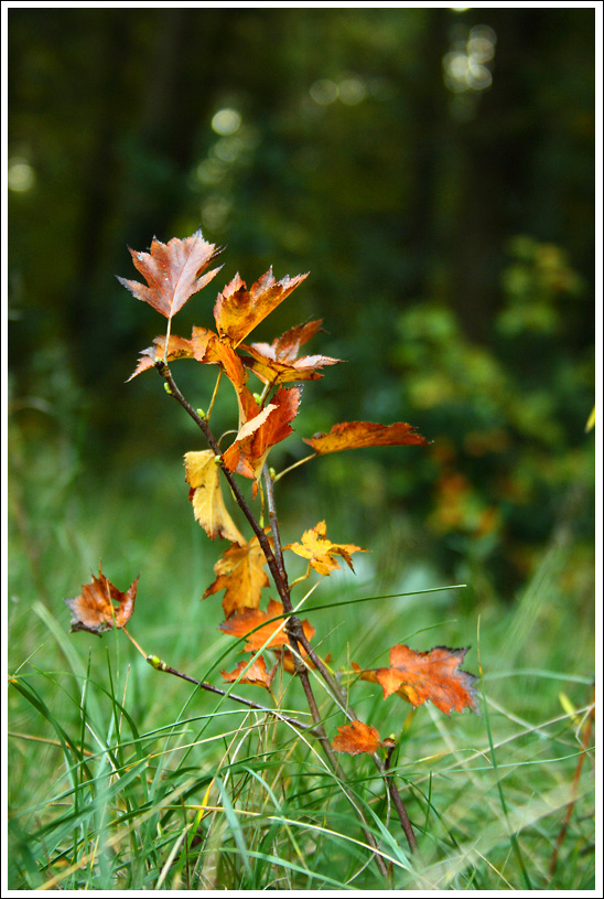 Un giorno anche io crescer�