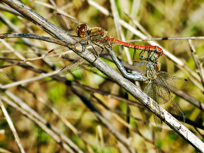 Cosa non si fa per....