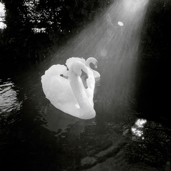 hasselblad super wide