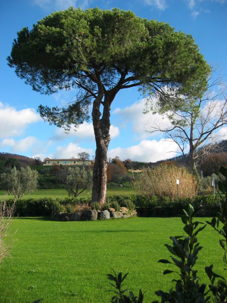 Grande  quercia