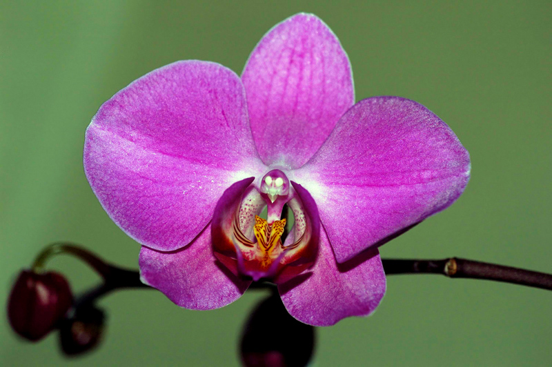 orchidea