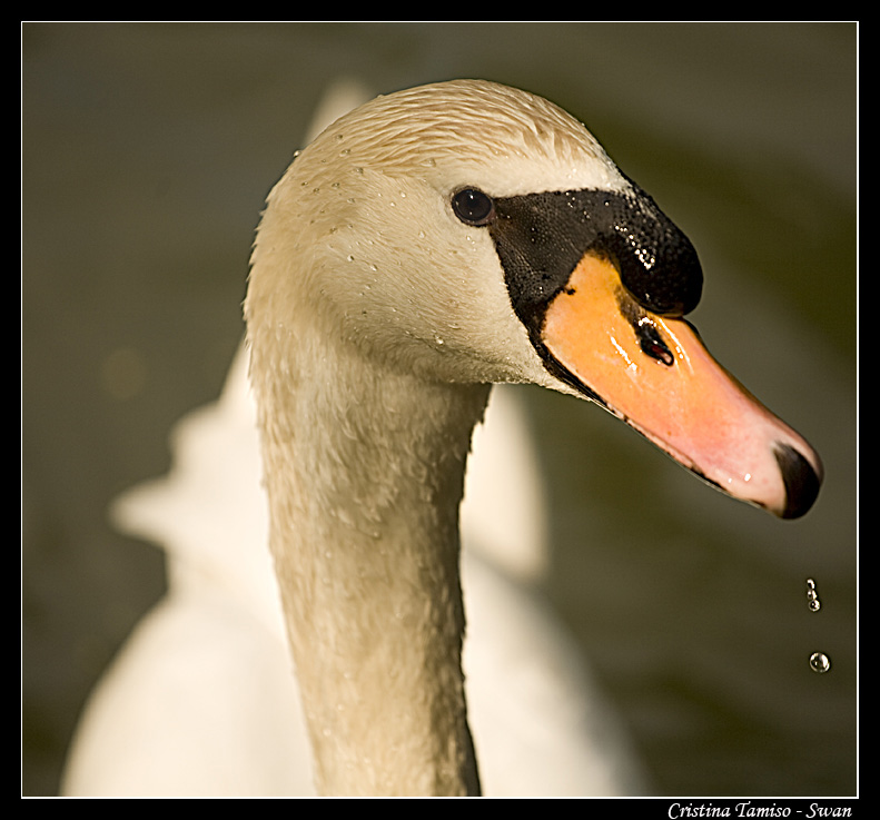 Swan