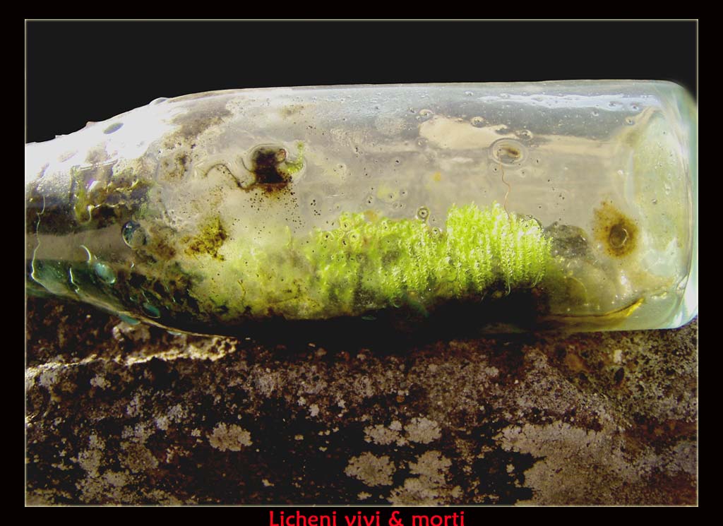 Message within the bottle