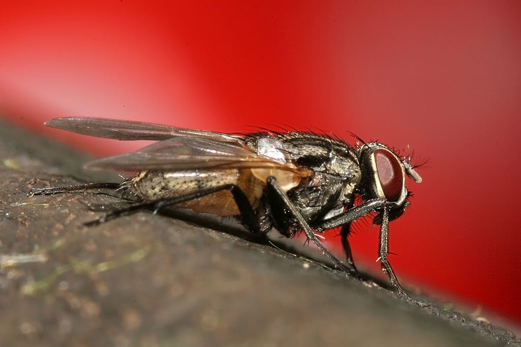 Mosca con sfondo rosso