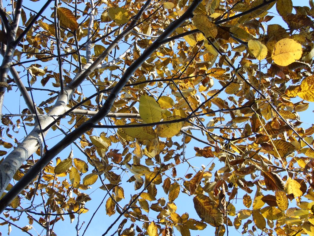 foglie dell'autunno