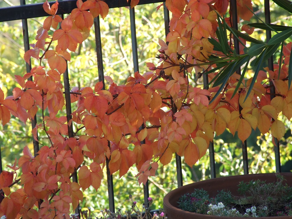 rampicante autunnale