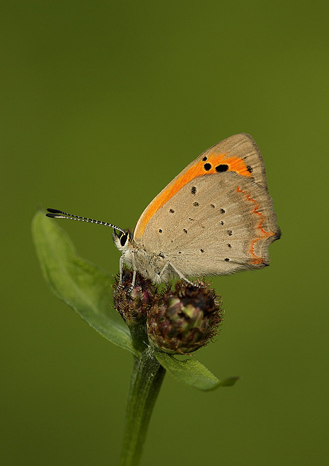 Lycaena phaeas
