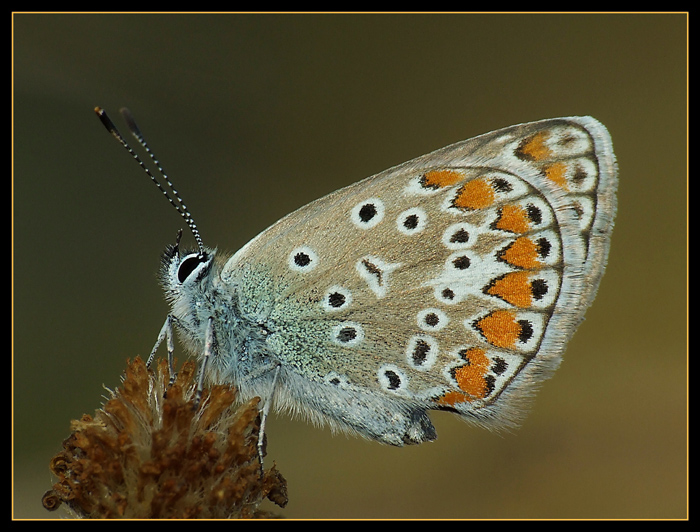 Massimo ingrandimento