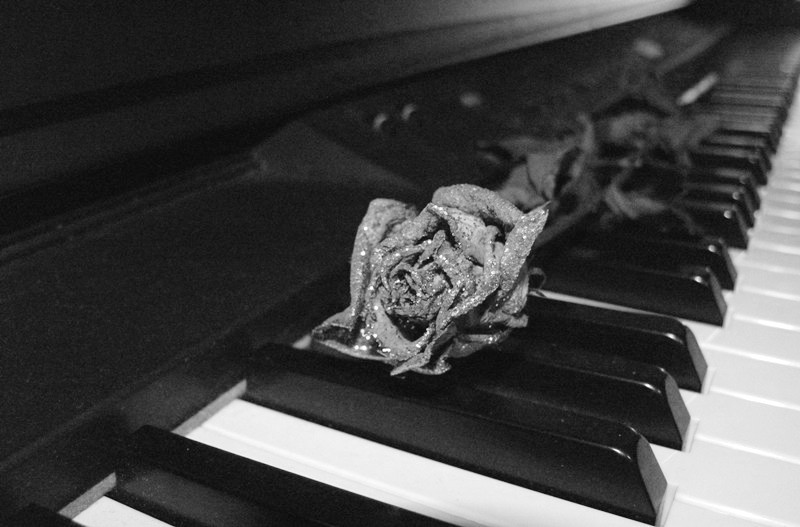 L'armonia di una rosa