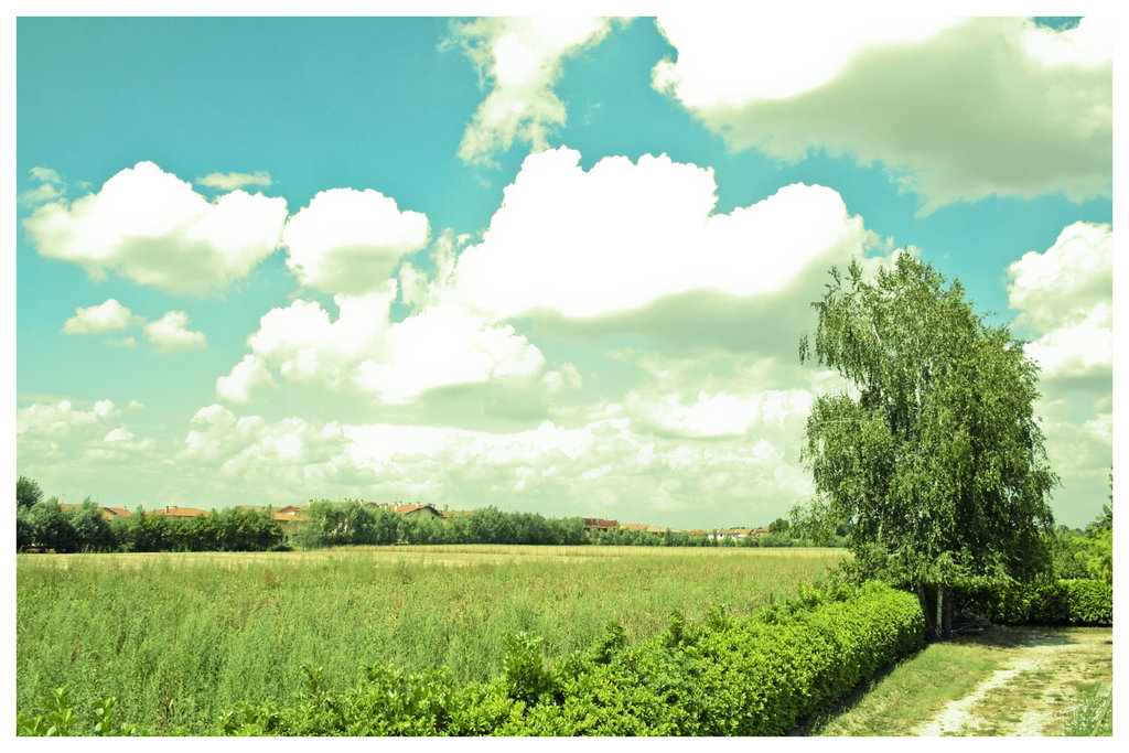 Le betulle sfiorano il cielo