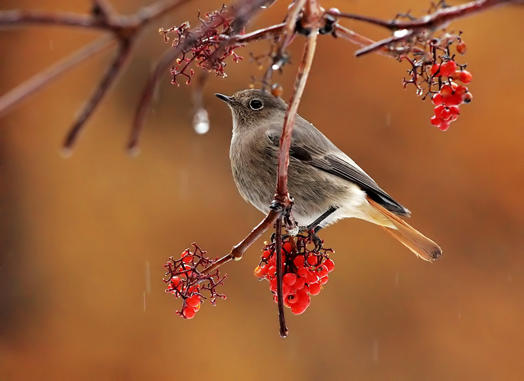 Codirosso Spazzacamino 5