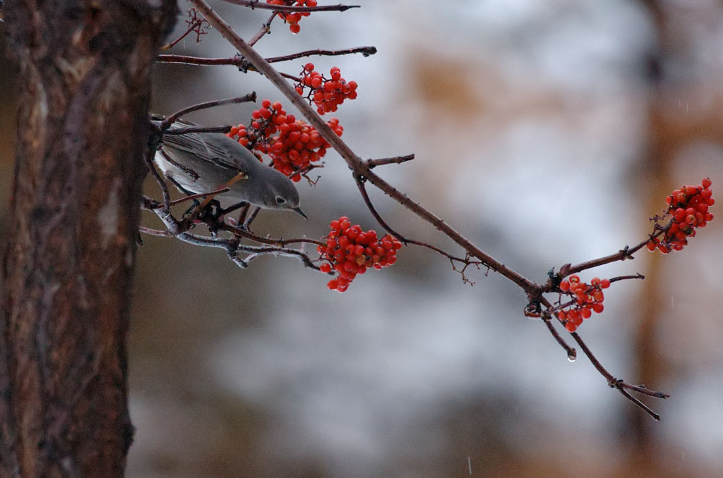 Codirosso Spazzacamino 3