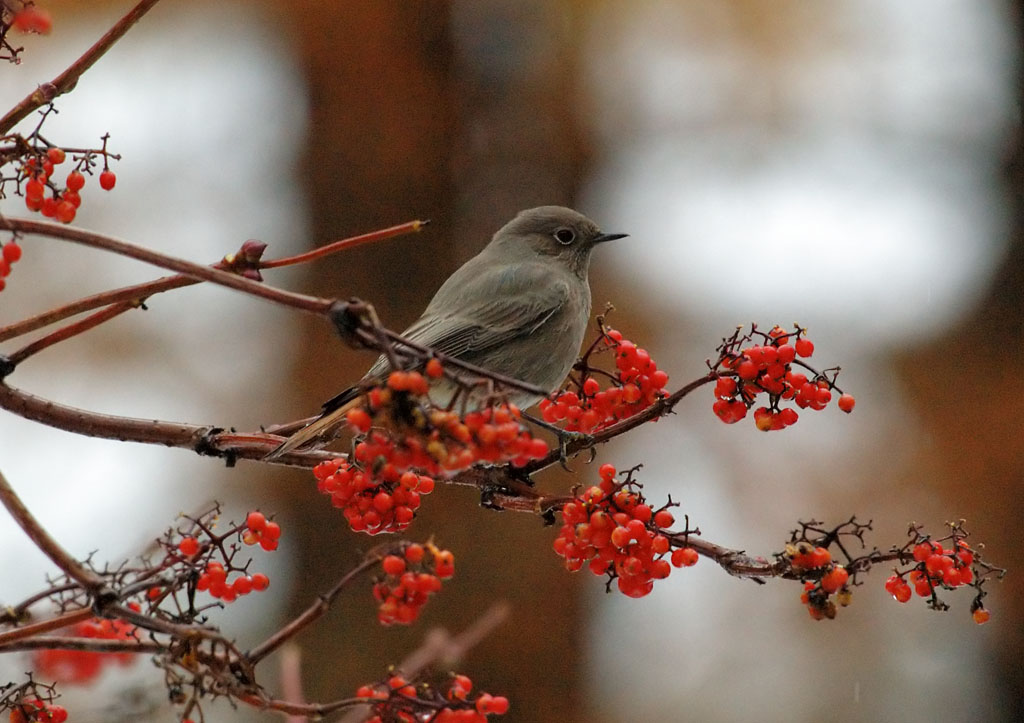 Codirosso Spazzacamino