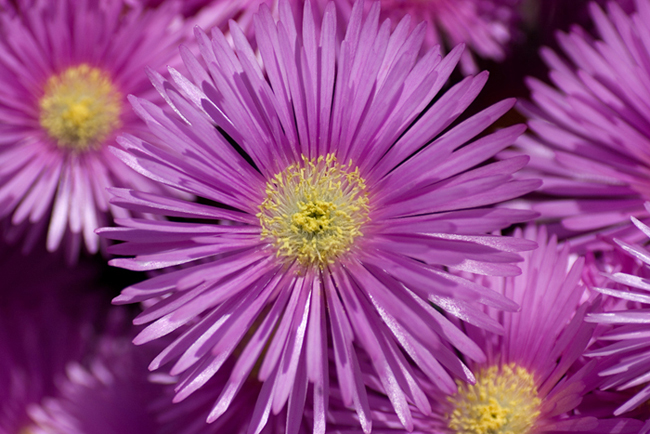 esplosione di colore