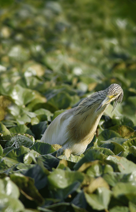 Renzo-Sgarza ciuffetto