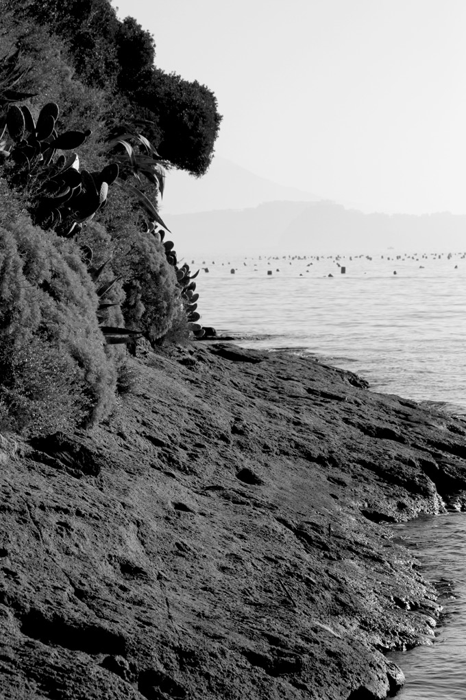 macchia mediterranea