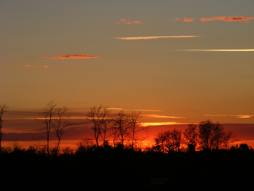 Alberi e tramonto
