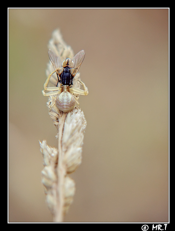 ...il cacciatore con la preda...