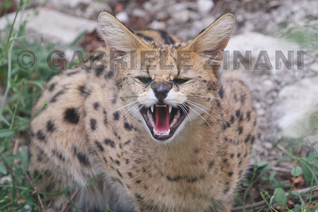 SERVAL