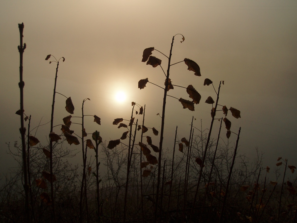 Nebbia d'autunno