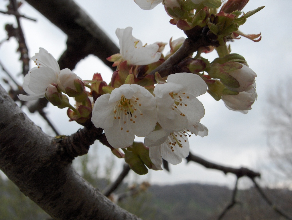 Fiori di ciliegio