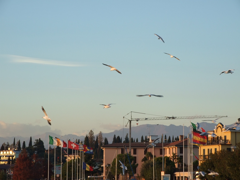 evoluzioni di gabbiani