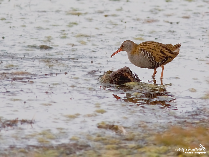 L'Oasi... parte II - Qualche fotina!