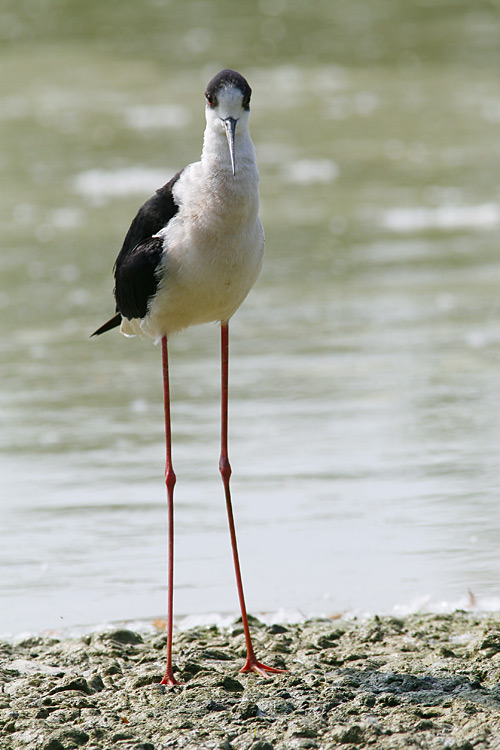 Cavaliere d' Italia ...