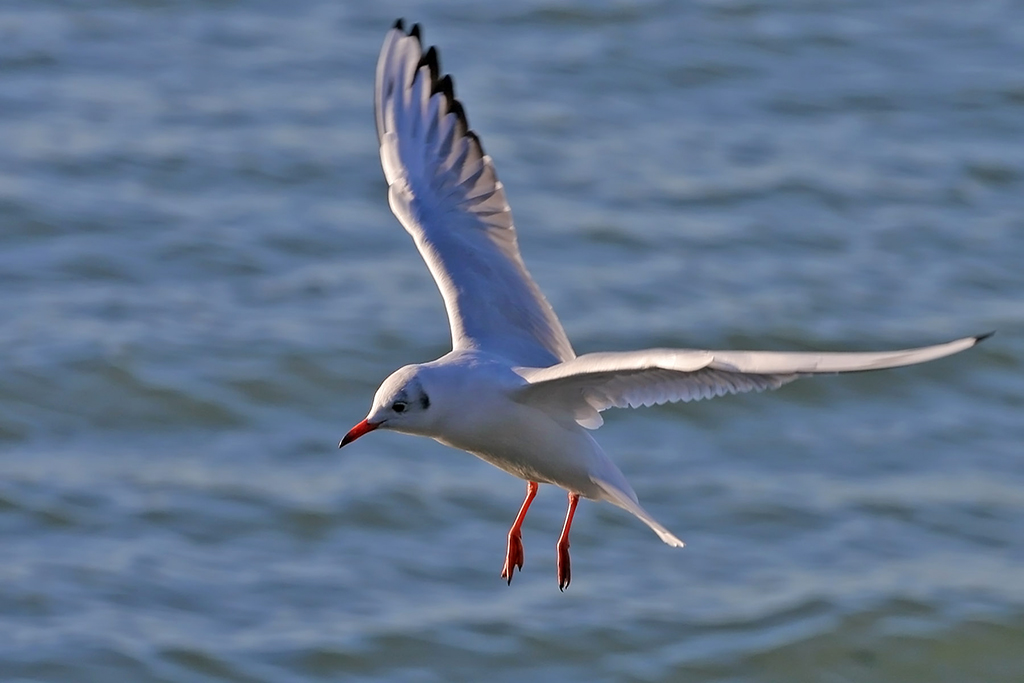 I gabbiani del trasimeno