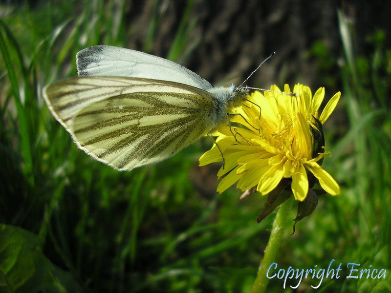 Farfalla e fiore giallo