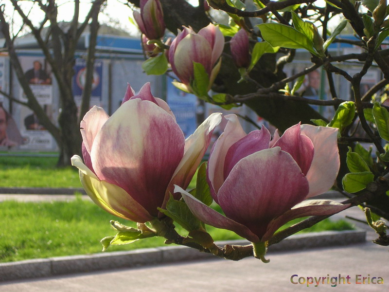 Magnolia 1