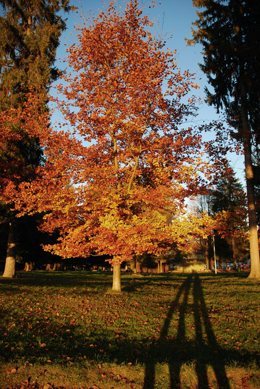Autunno Un Albero Due Fotografi