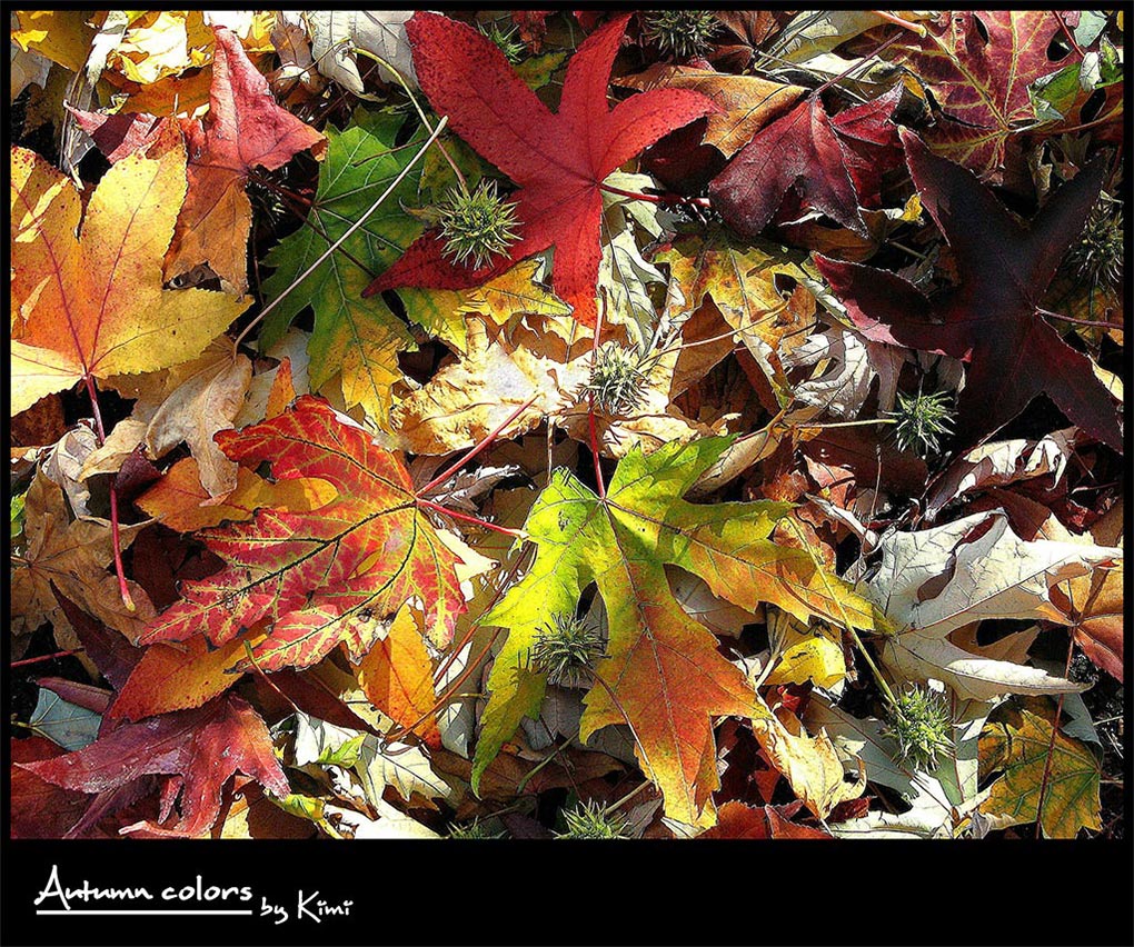Autumn colors