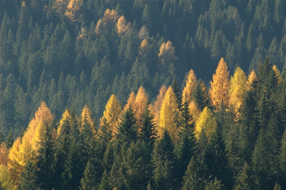 colore "giallo autunno"