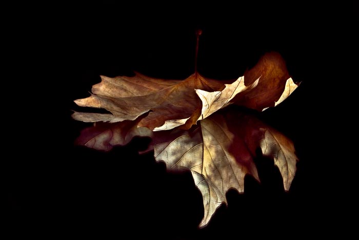 shape and colors of autumn