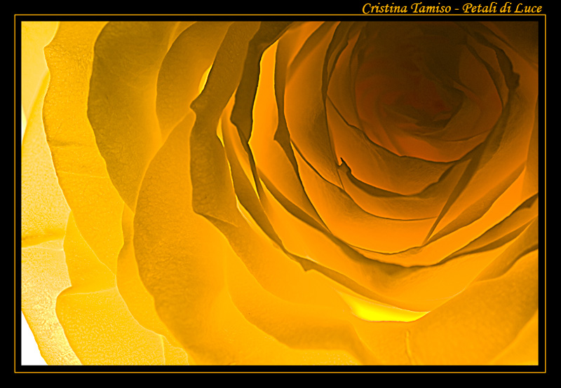 Petali di luce